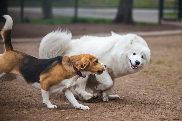 Cane samoiedo e beagle in movimento giocano nel parco