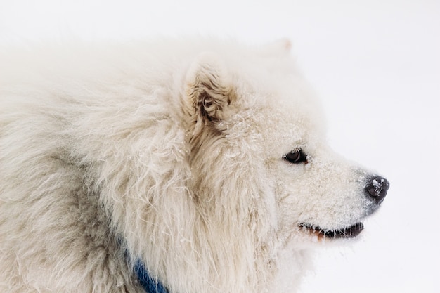 눈으로 Samoyed 개 클로즈업