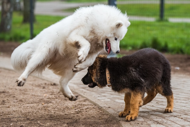 サモエド犬と動きのあるジャーマンシェパードが公園で遊ぶ