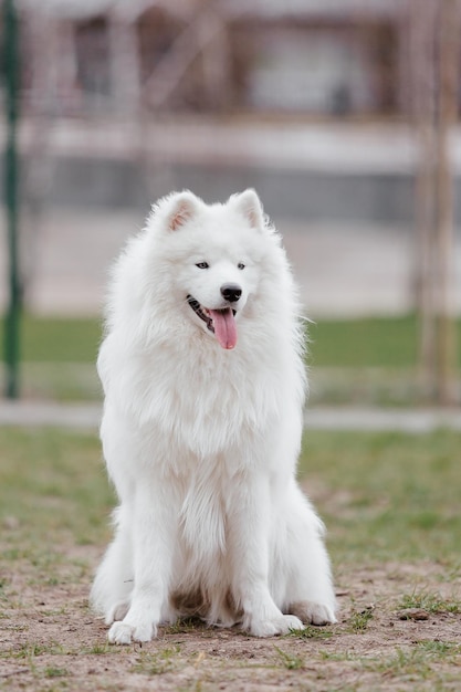 写真 公園のサモエド犬。散歩に大きな白いふわふわ犬