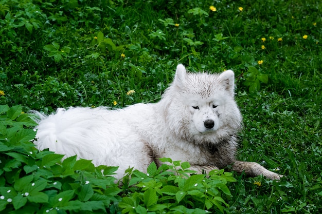 Samoyed dog laying in the green grass