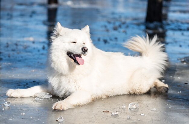 Un cane samoiedo giace sul ghiaccio nel parco