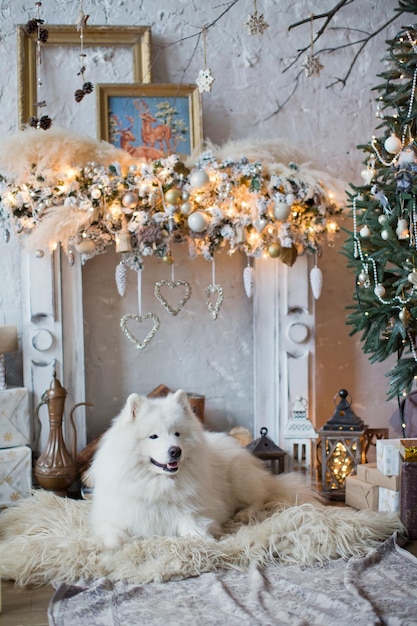 Samoyed dog near Christmas tree