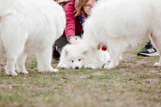 公園のサモエド犬。散歩に大きな白いふわふわ犬