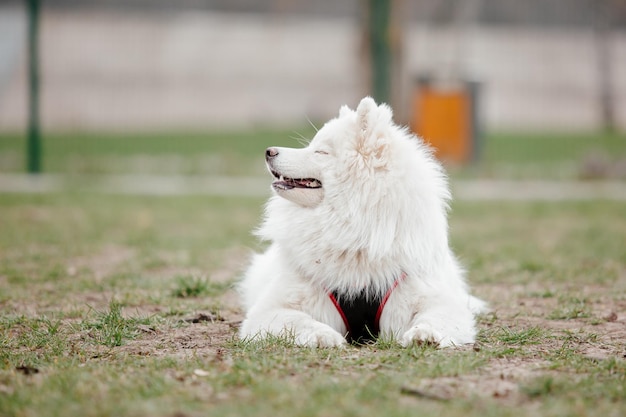 Samoyed dog in the park. Big white fluffy dog on a walk