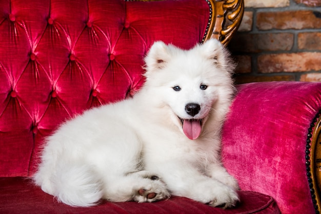 赤い豪華なソファの上のサモエド犬の子犬