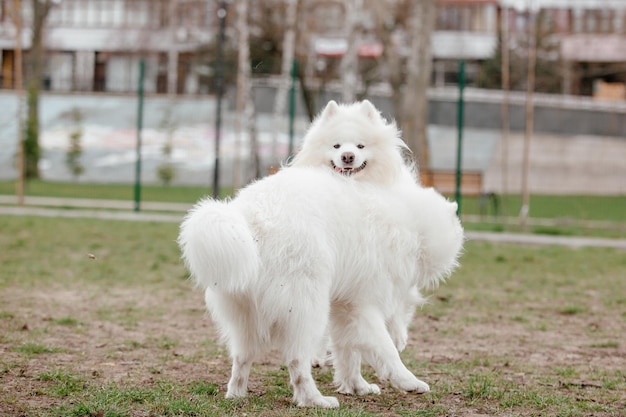 Samoyed dog running and playing in the park. Big white fluffy dogs on a walk