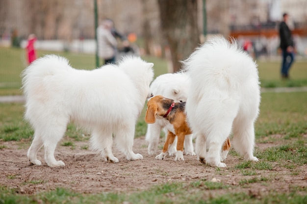 Samoyed dog running and playing in the park. Big white fluffy dogs on a walk