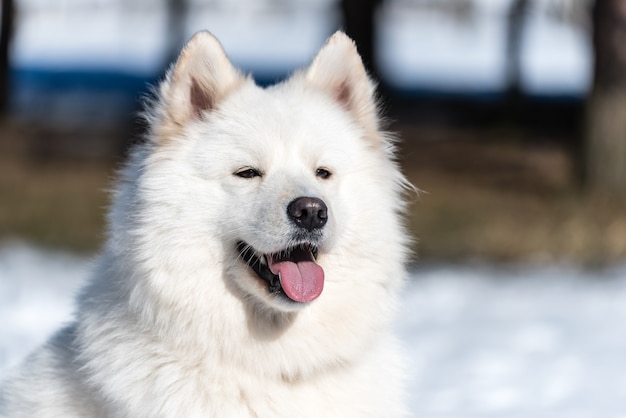 A Samoyed dog sits on the ice in the park