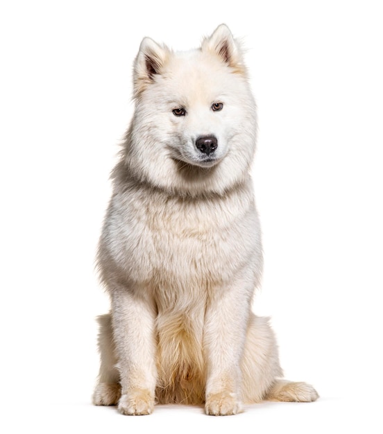 白い背景に座ってポーズをとっているサモエード犬