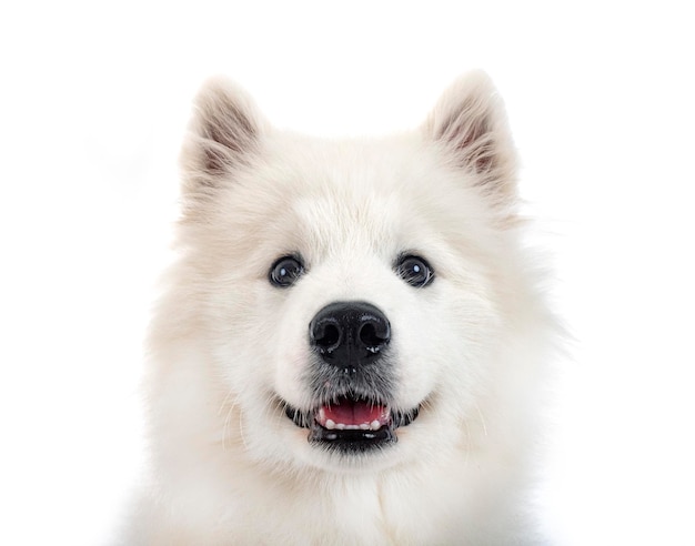 Samoyed dog in studio