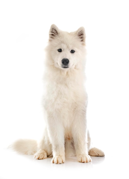 Samoyed dog in studio