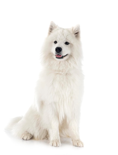 Samoyed dog in studio