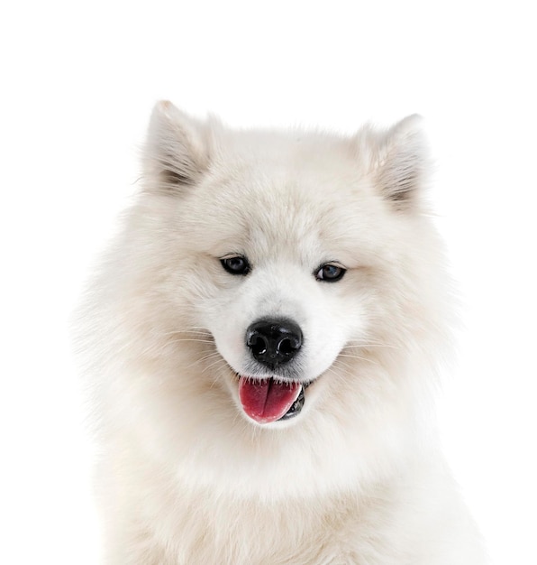 Samoyed dog in studio