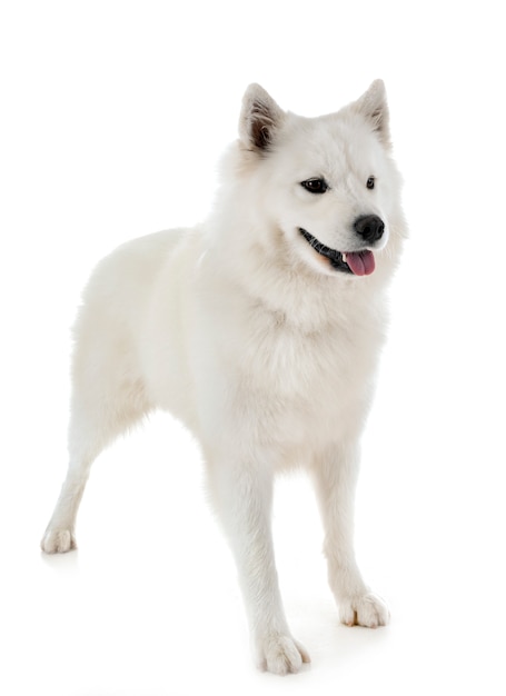 Samoyed dog in studio