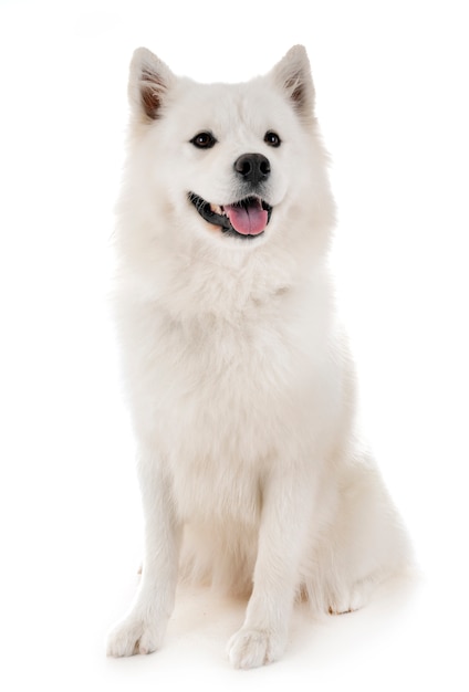 Samoyed dog in studio