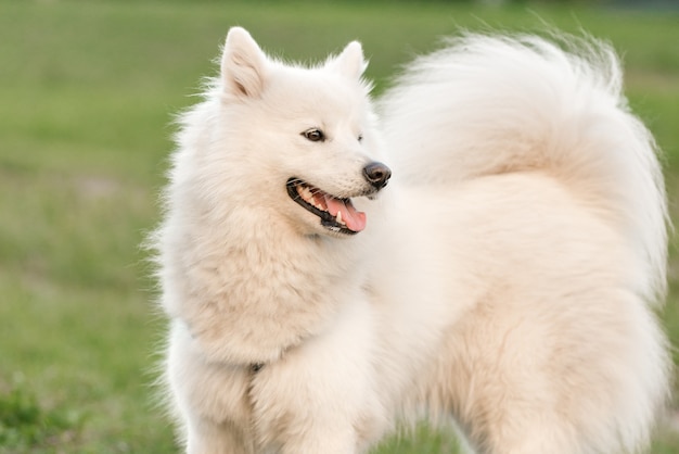 秋に公園を散歩しているサモエド犬。