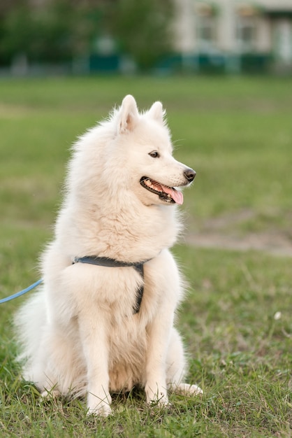 Samoyed dog on a walk in the park in the fall.