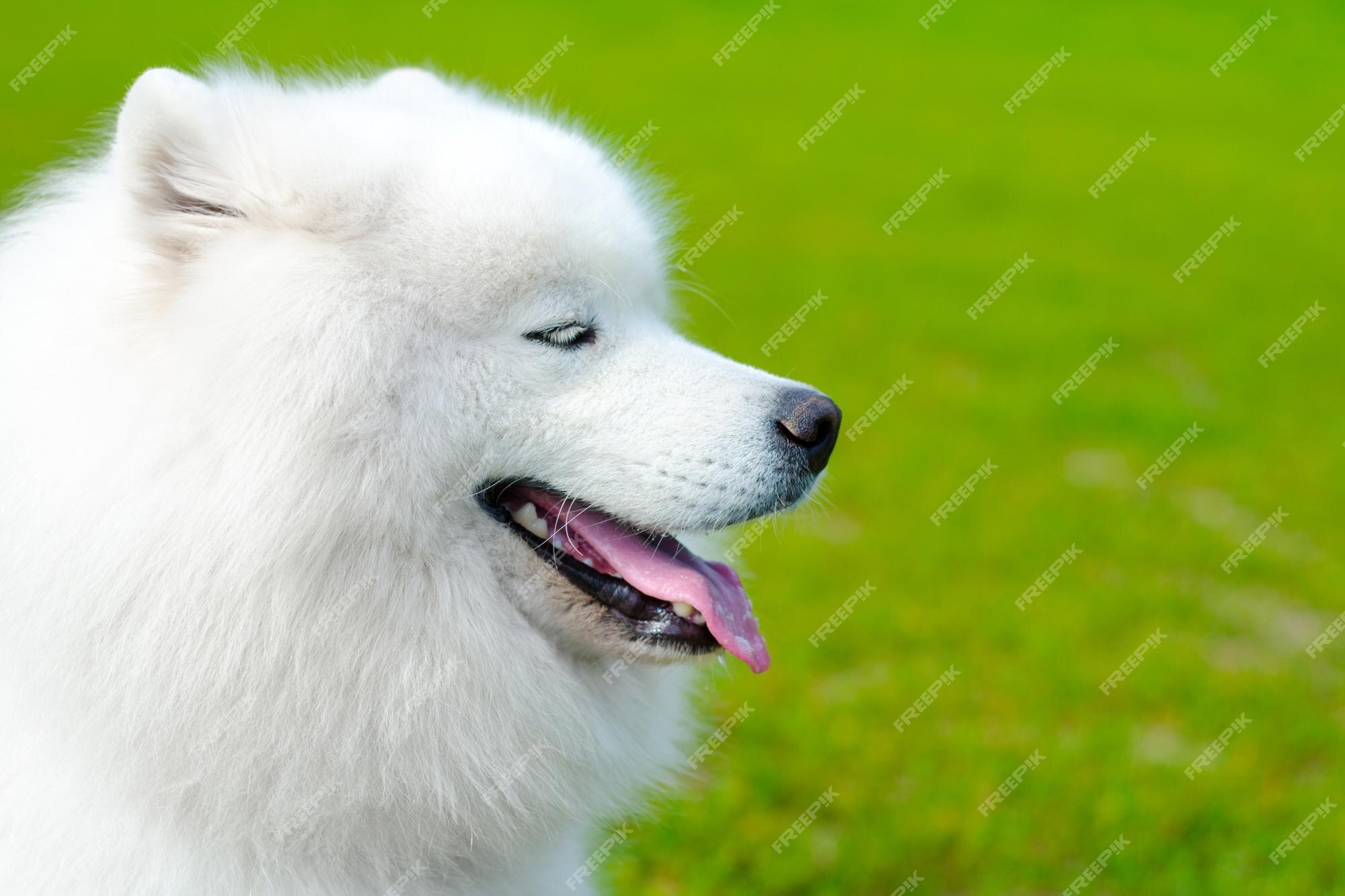 can a boxer and a samoyed be friends