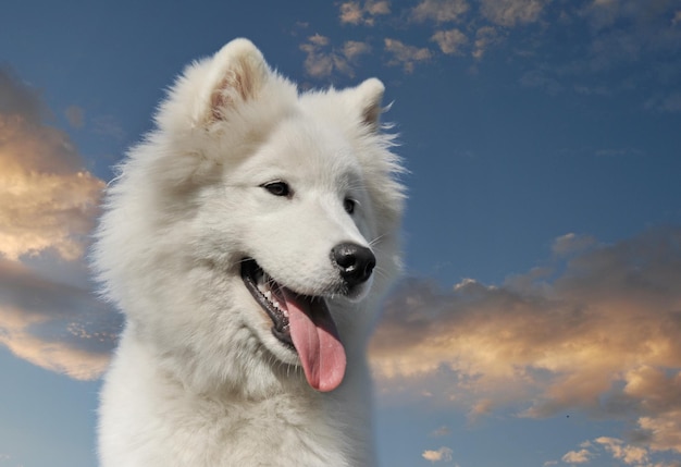 Samoyed hond in een tuin