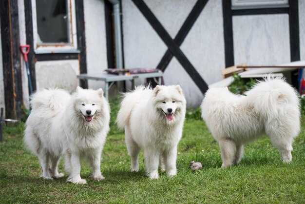 Samoyed puppies dogs are sitting and playing on green meadow