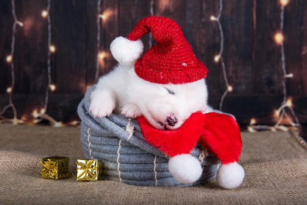 사진 산타클로스 모자 를 입은 사모예드 강아지