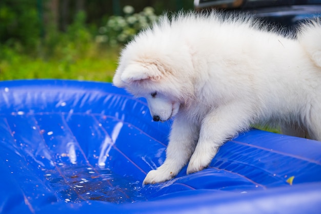 Samoyed puppy dog stand in plastic mattress