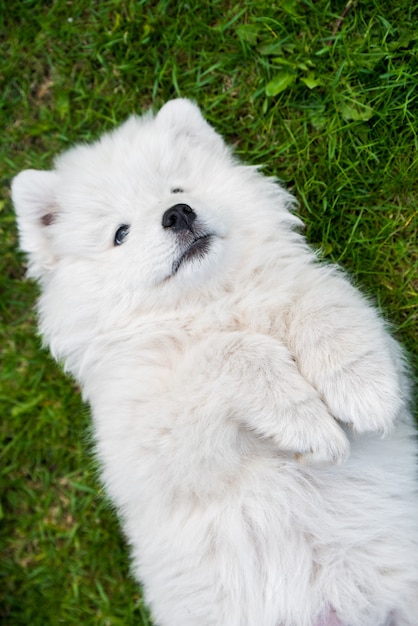 緑の草の上のサモエド子犬犬の上面図