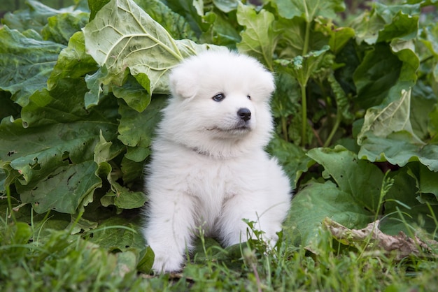 Samoyed puppy and rhubarb growing in a garden