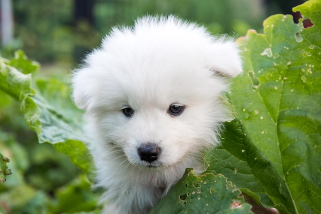 Samoyed puppy and rhubarb growing in a garden