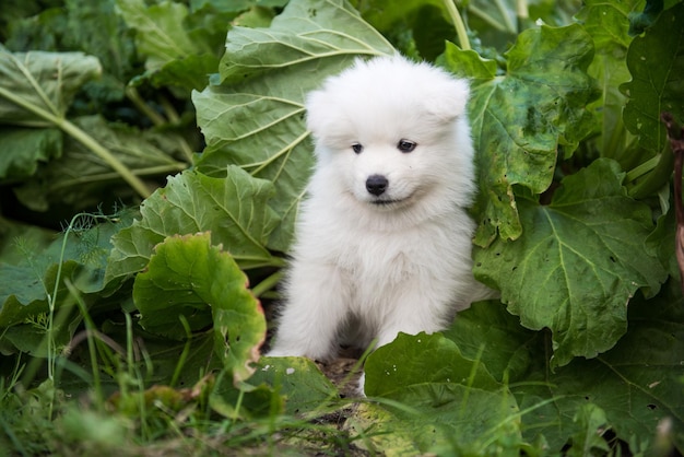 Samoyed puppy and rhubarb growing in a garden