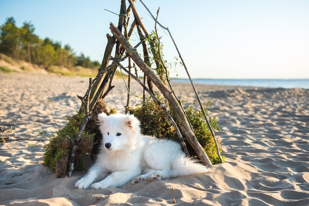 Samoyed puppy sitting at seashore