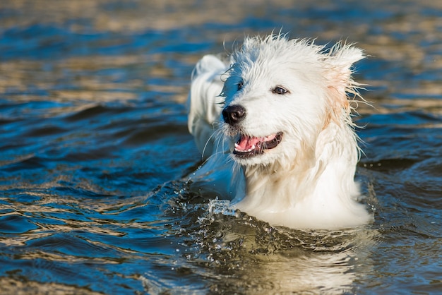 Samoyed puppy swimming