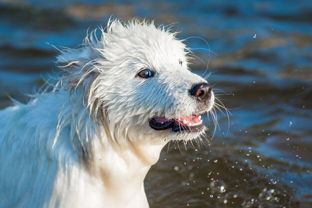 Samoyed puppy swimming