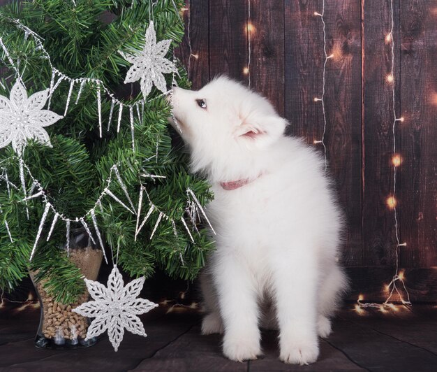 Photo samoyed puppy with christmas tree christmas greeting card with samoyed dog happy new year