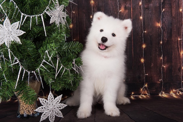 Photo samoyed puppy with christmas tree christmas greeting card with samoyed dog happy new year