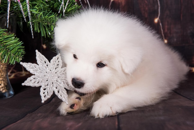 Foto cattolino di samoyed con albero di natale carta di auguri di natale con cane di samoyed buon anno nuovo