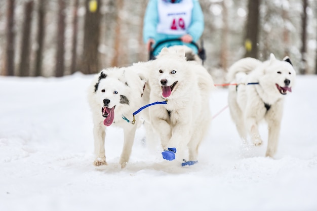 Samoyed sled dog sport race competition
