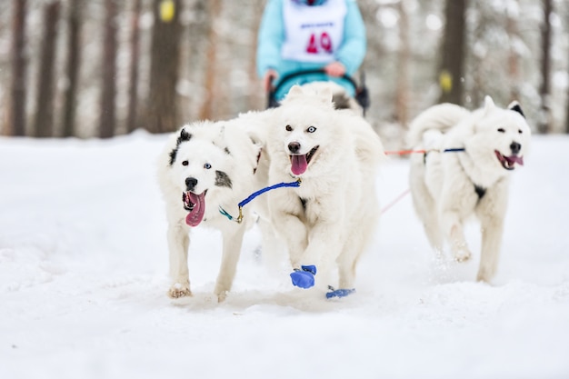 Photo samoyed sled dog sport race competition