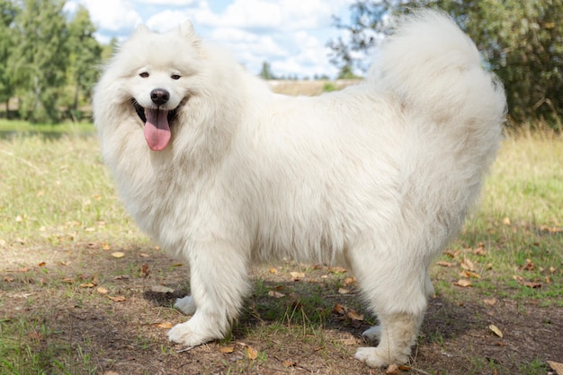 サモエド公共公園のサラブレッド犬ペット