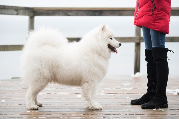 사진 samoyed 흰색 개는 saulkrasti, 라트비아의 눈 경로 도로 balta kapa에 있습니다.