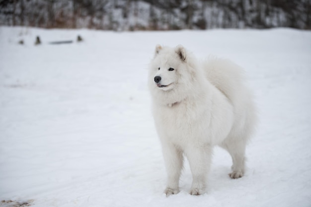 사진 samoyed 흰색 개는 라트비아의 눈 saulkrasti 해변에