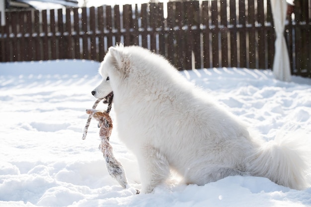 白いサモエド犬が外の雪の上で遊んでいます