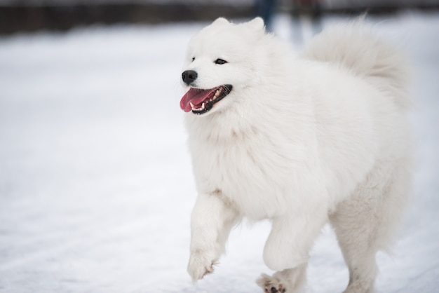 写真 サモエドの白い犬が冬の風景の外の雪の上を走っています