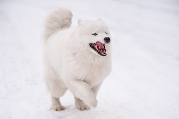 Il cane bianco samoiedo sta correndo sulla neve fuori nel paesaggio invernale