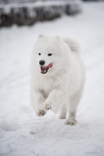 サモエドの白い犬が冬の風景の外の雪の上を走っています