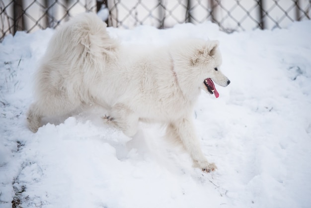 サモエドの白い犬が外の雪の上を走っています