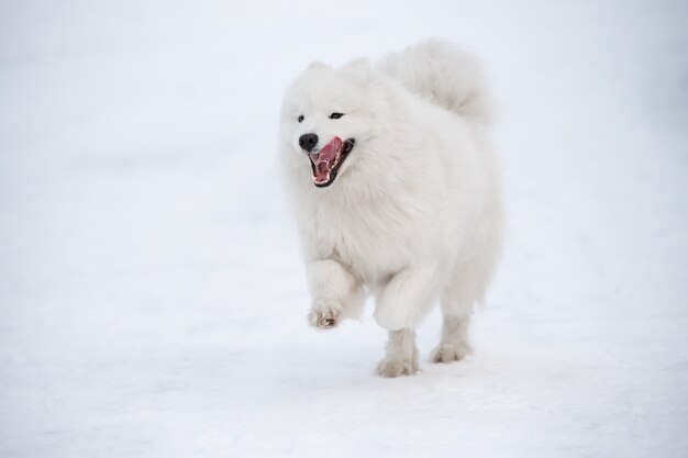 Samoyed white dog is running on snow outside