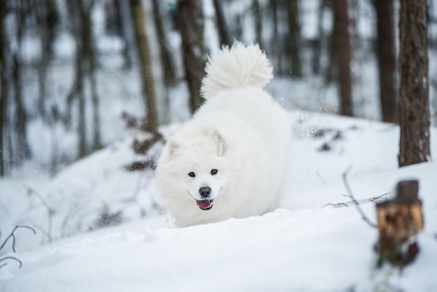 Il cane bianco samoiedo sta correndo sulla neve fuori