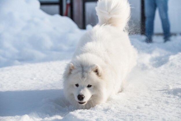 Foto il cane bianco samoiato sta correndo fuori sulla neve.